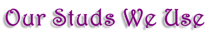 Our Studs We Use