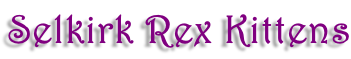 Selkirk Rex Kittens